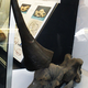 Cráneo de Elasmotherium Sibiricum. Foto: Wikimedia Commons.